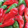Ghost Pepper Espresso - Image 2